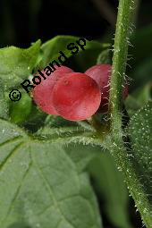 Rote Zaunrübe, Zweihäusige Zaunrübe, Rotfrüchtige Zaunrübe, Bryonia dioica, Bryonia cretica ssp. dioica, Cucurbitaceae, Bryonia dioica, Bryonia cretica ssp. dioica, Rotfrüchtige Zaunrübe, Zweihäusige Zaunrübe, Rote Zaunrübe, Falsche Alraune, Blühend männlich und weiblich, männlich (große Blüte) und weiblich (kleine Blüte mit Fruchtknoten) Kauf von 00439_bryonia_dioica_dsc_3931.jpg