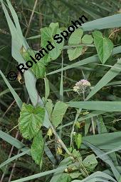 Gewhnliche Zaunwinde, Calystegia sepium, Convolvulaceae, Calystegia sepium, Gewhnliche Zaunwinde, Blhend Kauf von 00449_calystegia_sepium_dsc_6147.jpg