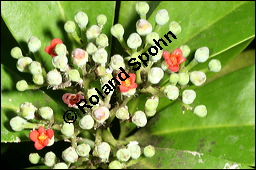 Weizimtbaum, Canella winterana, Canellaceae, Canella winterana, Canella alba, Weizimtbaum, Blhend Kauf von 00450canella_winteranaimg_2637.jpg