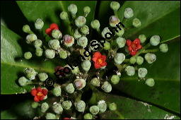 Weizimtbaum, Canella winterana, Canellaceae, Canella winterana, Canella alba, Weizimtbaum, Blhend Kauf von 00450canella_winteranaimg_2638.jpg