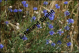 Kornblume, Centaurea cyanus und Gerste, Hordeum vulgare, Asteraceae, Centaurea cyanus, Kornblume, Blhend Kauf von 00468centaurea_cyanusimg_8336.jpg
