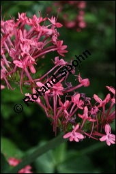 Rote Spornblume, Centranthus ruber, Valerianaceae, Centranthus ruber, Rote Spornblume, Blhend Kauf von 00470centranthus_ruberimg_2390.jpg