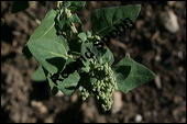 Stinkender Gnsefu; Chenopodium vulvaria, Chenopodiaceae, Chenopodium vilvaria, Stinkender Gnsefu, Blhend Kauf von 00483chenopodium_vulvariaimg_2246.jpg