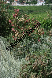 Gewhnlicher Blasenstrauch, Colutea arborescens, Fabaceae, Colutea arborescens, Gewhnlicher Blasenstrauch, fruchtend Kauf von 00509colutea_arborescensimg_3388.jpg