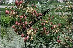 Gewhnlicher Blasenstrauch, Colutea arborescens, Fabaceae, Colutea arborescens, Gewhnlicher Blasenstrauch, fruchtend Kauf von 00509colutea_arborescensimg_3389.jpg