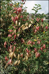 Gewhnlicher Blasenstrauch, Colutea arborescens, Fabaceae, Colutea arborescens, Gewhnlicher Blasenstrauch, fruchtend Kauf von 00509colutea_arborescensimg_3390.jpg