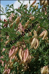 Gewhnlicher Blasenstrauch, Colutea arborescens, Fabaceae, Colutea arborescens, Gewhnlicher Blasenstrauch, fruchtend Kauf von 00509colutea_arborescensimg_3391.jpg