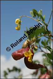 Gewhnlicher Blasenstrauch, Colutea arborescens, Fabaceae, Colutea arborescens, Gewhnlicher Blasenstrauch, fruchtend Kauf von 00509colutea_arborescensimg_3392.jpg
