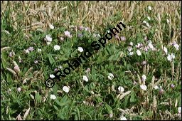 Acker-Winde, Convolvulus arvensis, Convolvulaceae, Convolvulus arvensis, Acker-Winde, Blühend Kauf von 00514convolvulus_arvensisimg_3512.jpg