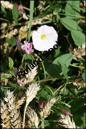 Acker-Winde, Convolvulus arvensis, Convolvulaceae, Convolvulus arvensis, Acker-Winde, Blühend Kauf von 00514convolvulus_arvensisimg_3515.jpg