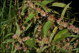 Nessel-Seide, Cuscuta europaea, Cuscutaceae, Cuscuta europaea, Nessel-Seide, Europischer Teufelszwirn, Blhend Kauf von 00531cuscuta_europaeaimg_3159.jpg