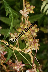Nessel-Seide, Cuscuta europaea, Cuscutaceae, Cuscuta europaea, Nessel-Seide, Europischer Teufelszwirn, Blhend Kauf von 00531cuscuta_europaeaimg_3163.jpg