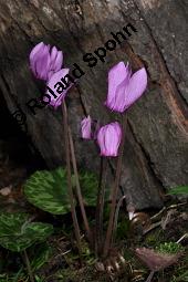 Europäisches Alpenveilchen, Cyclamen purpurascens, Primulaceae, Cyclamen purpurascens, Cyclamen europaeum, Europäisches Alpenveilchen, Habitus blühend Kauf von 00532_cyclamen_purpurascens_dsc_3207.jpg