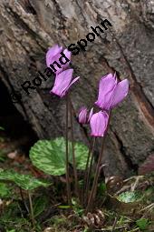 Europäisches Alpenveilchen, Cyclamen purpurascens, Primulaceae, Cyclamen purpurascens, Cyclamen europaeum, Europäisches Alpenveilchen, Habitus blühend Kauf von 00532_cyclamen_purpurascens_dsc_3212.jpg