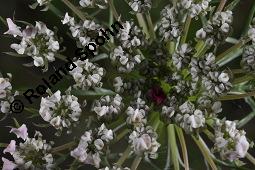 Wilde Mhre, Daucus carota, Apiaceae, Daucus carota ssp. carota, Wilde Mhre, fruchtend im Winter mit Reif Kauf von 00541_daucus_carota_carota_dsc_5455.jpg