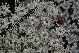 Wilde Mhre, Daucus carota, Apiaceae, Daucus carota ssp. carota, Wilde Mhre, fruchtend im Winter mit Reif Kauf von 00541_daucus_carota_dsc_3683.jpg