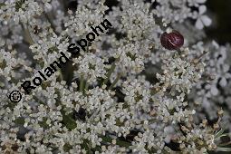 Wilde Mhre, Daucus carota, Apiaceae, Daucus carota ssp. carota, Wilde Mhre, fruchtend im Winter mit Reif Kauf von 00541_daucus_carota_dsc_3684.jpg