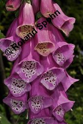 Roter Fingerhut, Digitalis purpurea, Scrophulariaceae, Digitalis purpurea, Roter Fingerhut, Rosette Kauf von 00551_digitalis_purpurea_dsc_5003.jpg