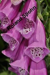 Roter Fingerhut, Digitalis purpurea, Scrophulariaceae, Digitalis purpurea, Roter Fingerhut, Rosette Kauf von 00551_digitalis_purpurea_dsc_5004.jpg