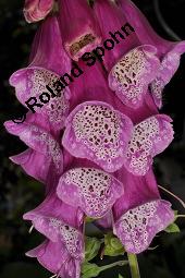 Roter Fingerhut, Digitalis purpurea, Scrophulariaceae, Digitalis purpurea, Roter Fingerhut, Rosette Kauf von 00551_digitalis_purpurea_dsc_5016.jpg