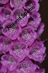 Roter Fingerhut, Digitalis purpurea, Scrophulariaceae, Digitalis purpurea, Roter Fingerhut, Rosette Kauf von 00551_digitalis_purpurea_dsc_5017.jpg