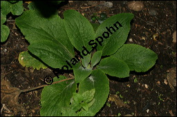 Roter Fingerhut, Digitalis purpurea, Scrophulariaceae, Digitalis purpurea, Roter Fingerhut, Rosette Kauf von 00551digitalis_purpureaimg_4075.jpg