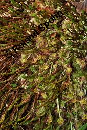 Rundblttriger Sonnentau, Drosera rotundifolia, Droseraceae, Drosera rotundifolia, Rundblttriger Sonnentau, Blten Kauf von 00560_drosera_rotundifolia_dsc_4583.jpg