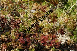 Rundblttriger Sonnentau, Drosera rotundifolia, Droseraceae, Drosera rotundifolia, Rundblttriger Sonnentau, Blten Kauf von 00560drosera_rotundifoliaimg_7900.jpg