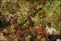 Rundblttriger Sonnentau, Drosera rotundifolia, Droseraceae, Drosera rotundifolia, Rundblttriger Sonnentau, Blten Kauf von 00560drosera_rotundifoliaimg_7902.jpg