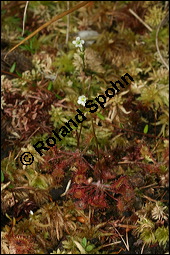 Rundblttriger Sonnentau, Drosera rotundifolia, Droseraceae, Drosera rotundifolia, Rundblttriger Sonnentau, Blten Kauf von 00560drosera_rotundifoliaimg_7905.jpg