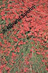 Gewhnliches Meertrubel, Ephedra distachya, Ephedra vulgaris, Ephedra distachya, Ephedra vulgaris, Meertrubel, Ephedraceae, fruchtend Kauf von 00570_ephedra_distachya_dsc_6917.jpg