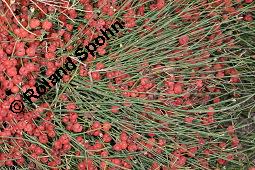 Gewhnliches Meertrubel, Ephedra distachya, Ephedra vulgaris, Ephedra distachya, Ephedra vulgaris, Meertrubel, Ephedraceae, fruchtend Kauf von 00570_ephedra_distachya_dsc_6918.jpg