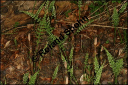 Acker-Schachtelhalm, Zinnkraut, Equisetum arvense, Equisetaceae, Equisetum arvense, Acker-Schachtelhalm, Zinnkraut, Vegetativ und Sporophyllstand Kauf von 00573equisetum_arvenseimg_7149.jpg