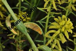 Zypressen-Wolfsmilch, Euphorbia cyparissias, Euphorbiaceae, Euphorbia cyparissias, Zypressen-Wolfsmilch, Blhend Kauf von 00586_euphorbia_cyparissias_dsc_0263.jpg