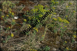 Zypressen-Wolfsmilch, Euphorbia cyparissias, Euphorbiaceae, Euphorbia cyparissias, Zypressen-Wolfsmilch, Blhend Kauf von 00586euphorbia_cyparissias_img_1850.jpg