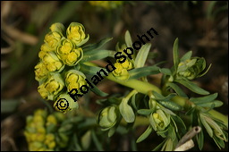 Zypressen-Wolfsmilch, Euphorbia cyparissias, Euphorbiaceae, Euphorbia cyparissias, Zypressen-Wolfsmilch, Blhend Kauf von 00586euphorbia_cyparissiasimg_5853.jpg