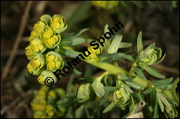 Zypressen-Wolfsmilch, Euphorbia cyparissias, Euphorbiaceae, Euphorbia cyparissias, Zypressen-Wolfsmilch, Blhend Kauf von 00586euphorbia_cyparissiasimg_5854.jpg