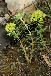 Zypressen-Wolfsmilch, Euphorbia cyparissias, Euphorbiaceae, Euphorbia cyparissias, Zypressen-Wolfsmilch, Blhend Kauf von 00586euphorbia_cyparissiasimg_6087.jpg