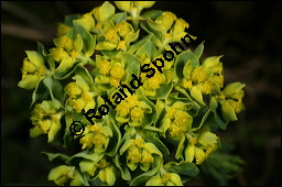 Zypressen-Wolfsmilch, Euphorbia cyparissias, Euphorbiaceae, Euphorbia cyparissias, Zypressen-Wolfsmilch, Blhend Kauf von 00586euphorbia_cyparissiasimg_6092.jpg