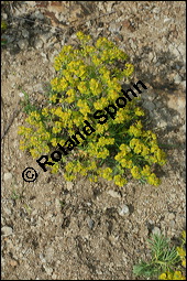 Zypressen-Wolfsmilch, Euphorbia cyparissias, Euphorbiaceae, Euphorbia cyparissias, Zypressen-Wolfsmilch, Blhend Kauf von 00586euphorbia_cyparissiasimg_6963.jpg