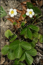 Wald-Erdbeere, Fragaria vesca, Rosaceae, Fragaria vesca, Wald-Erdbeere, fruchtend Kauf von 00598fragaria_vescaimg_6657.jpg
