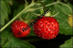 Wald-Erdbeere, Fragaria vesca, Rosaceae, Fragaria vesca, Wald-Erdbeere, fruchtend Kauf von 00598fragaria_vescaimg_8108.jpg