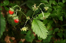 Wald-Erdbeere, Fragaria vesca, Rosaceae, Fragaria vesca, Wald-Erdbeere, fruchtend Kauf von 00598fragaria_vescaimg_9032.jpg