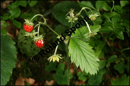 Wald-Erdbeere, Fragaria vesca, Rosaceae, Fragaria vesca, Wald-Erdbeere, fruchtend Kauf von 00598fragaria_vescaimg_9033.jpg