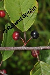 Faulbaum, Frangula alnus, Rhamnaceae, Frangula alnus, Rhamnus frangula, Faulbaum, Pulverholz, fruchtend Kauf von 00599_frangula_alnus_dsc_5723.jpg