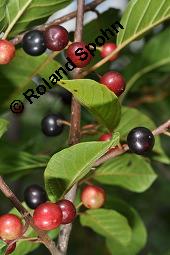 Faulbaum, Frangula alnus, Rhamnaceae, Frangula alnus, Rhamnus frangula, Faulbaum, Pulverholz, fruchtend Kauf von 00599_frangula_alnus_dsc_5727.jpg