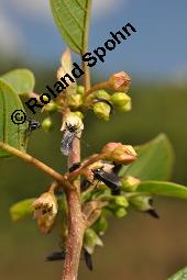 Faulbaum, Frangula alnus, Rhamnaceae, Frangula alnus, Rhamnus frangula, Faulbaum, Pulverholz, fruchtend Kauf von 00599_frangula_alnus_dsc_6540.jpg