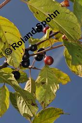 Faulbaum, Frangula alnus, Rhamnaceae, Frangula alnus, Rhamnus frangula, Faulbaum, Pulverholz, fruchtend Kauf von 00599_frangula_alnus_dsc_6641.jpg