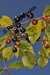 Faulbaum, Frangula alnus, Rhamnaceae, Frangula alnus, Rhamnus frangula, Faulbaum, Pulverholz, fruchtend Kauf von 00599_frangula_alnus_dsc_6642.jpg