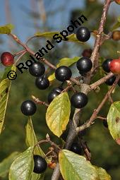 Faulbaum, Frangula alnus, Rhamnaceae, Frangula alnus, Rhamnus frangula, Faulbaum, Pulverholz, fruchtend Kauf von 00599_frangula_alnus_dsc_6652.jpg